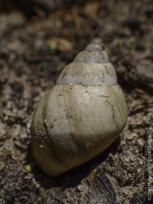 snail - Big Bend National Park